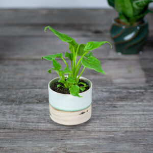 philodendron-xanadu-baby