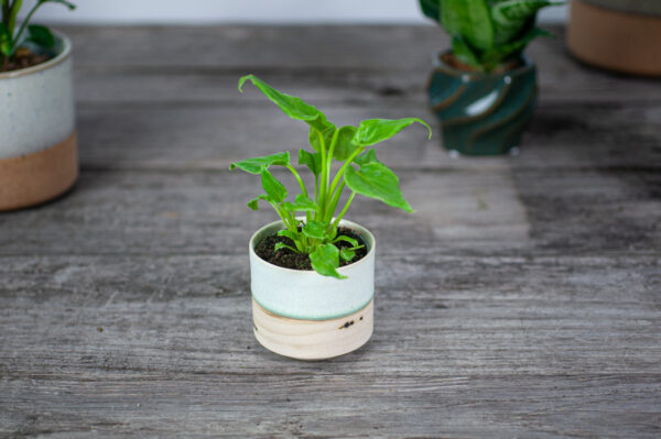 philodendron-xanadu-baby