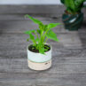philodendron-xanadu-baby