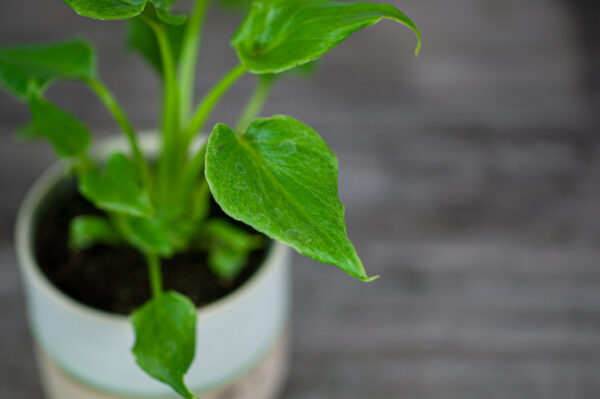 philodendron-xanadu-baby philodendron-xanadu-baby