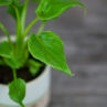 philodendron-xanadu-baby