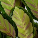 calathea-silvia