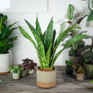 sansevieria-aubrytiana-jiboia
