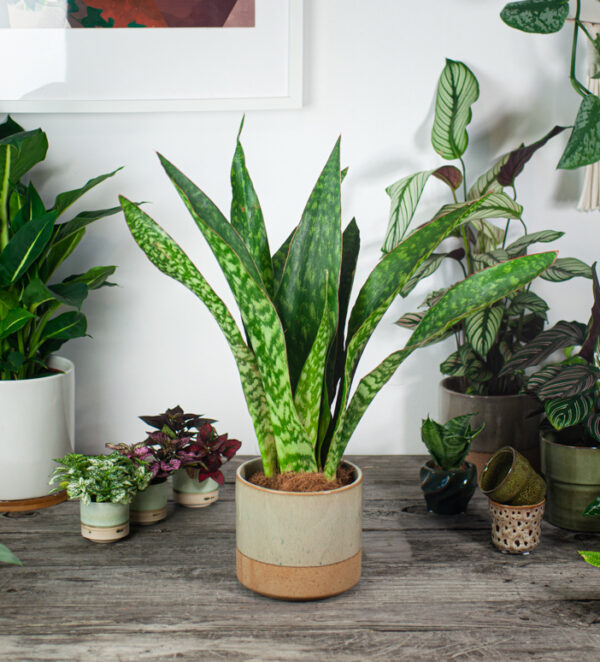 sansevieria-aubrytiana-jiboia sansevieria-aubrytiana-jiboia