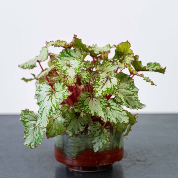 begonia-rex-beleaf-asian-tundra