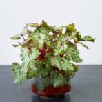 begonia-rex-beleaf-asian-tundra
