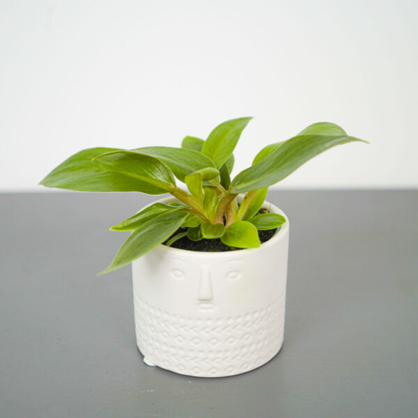 philodendron-melinonii-baby philodendron-melinonii-baby