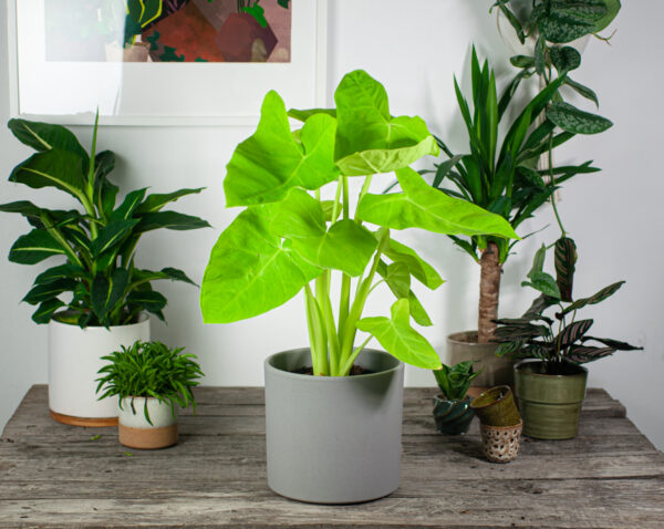 zoltosocza-strzalkowata-xanthosoma-sagittifolium zoltosocza-strzalkowata-xanthosoma-sagittifolium