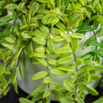 eszynantus-bolero-bicolore-aeschynanthus