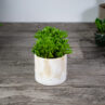 peperomia-dolabriformis-prayer-pepper