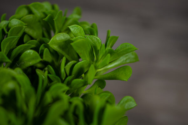 peperomia-dolabriformis-prayer-pepper peperomia-dolabriformis-prayer-pepper