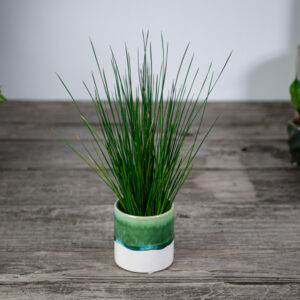juncus-hedgehog-baby-trawa-ozdobna