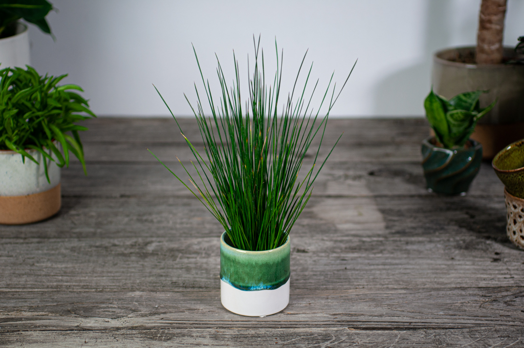 Juncus hedgehog (Trawa ozdobna)
