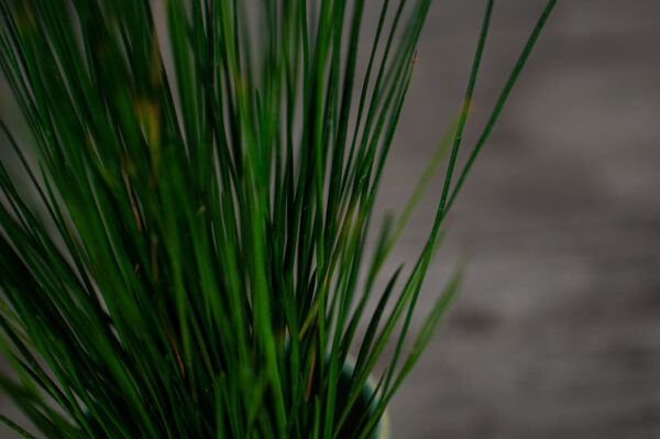 juncus-hedgehog-baby-trawa-ozdobna juncus-hedgehog-baby-trawa-ozdobna