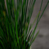 juncus-hedgehog-baby-trawa-ozdobna