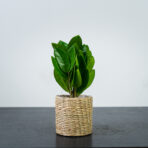 zamioculcas-supreme