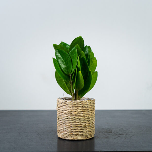 zamioculcas-supreme zamioculcas-supreme