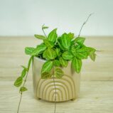 Dischidia-pectinoides-geri