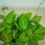 Dischidia-pectinoides-geri