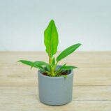philodendron-narrow-baby