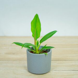 philodendron-narrow-baby