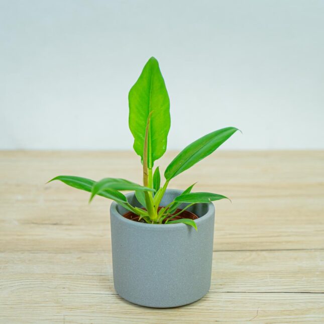 philodendron-narrow-baby philodendron-narrow-baby