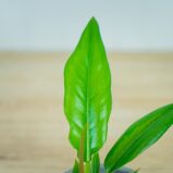 philodendron-narrow-baby