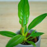 philodendron-narrow-baby