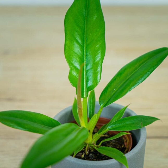 philodendron-narrow-baby philodendron-narrow-baby