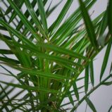 daktylowiec-kanaryjski-phoenix-canariensis