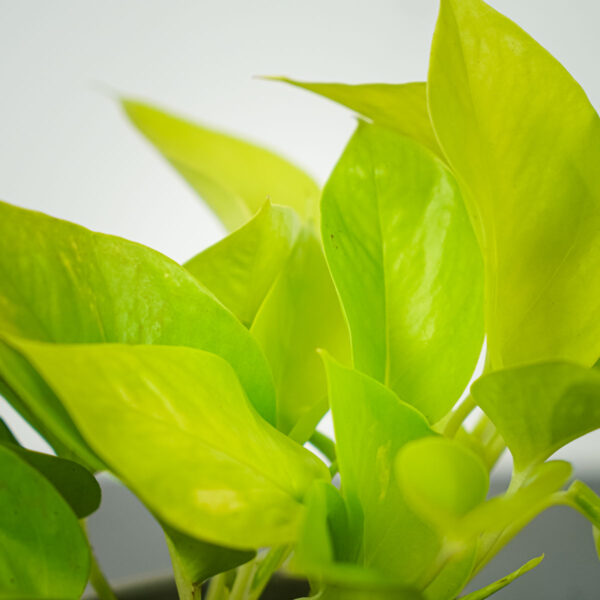 epipremnum-golden-pothos (2) epipremnum-golden-pothos