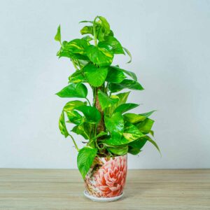 epipremnum-zlociste-na-paliku-epipremnum-aureum