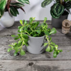 senecio-jacobsenii