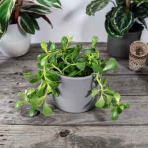senecio-jacobsenii