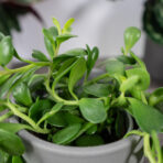 senecio-jacobsenii