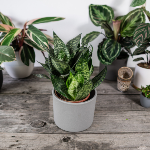 sansevieria-trifasciata-hahnii