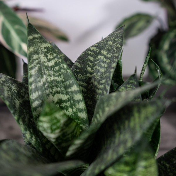 sansevieria-trifasciata-hahnii sansevieria-trifasciata-hahnii