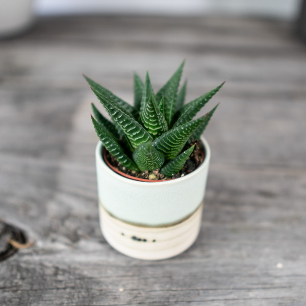 haworsja-limifolia-haworthia haworsja-limifolia-haworthia