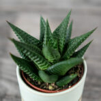 haworsja-limifolia-haworthia