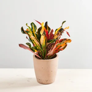 Codiaeum mammi (kroton)