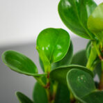 peperomia-obtipan