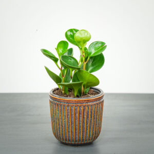 peperomia-obtipan