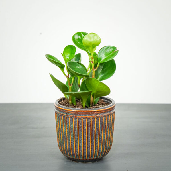 peperomia-obtipan