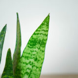 sansevieria-zeylanica