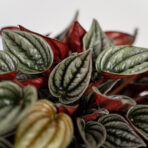 peperomia-silver-shine