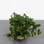 smuzyna-plozaca-baby-callisia-repens