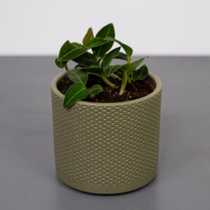 storczyk-ludisia-discolor-var-nigrescens-jewel-orchid