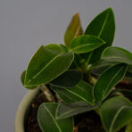 storczyk-ludisia-discolor-var-nigrescens-jewel-orchid