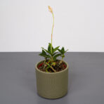 storczyk-ludisia-discolor-alba-jewel-orchid