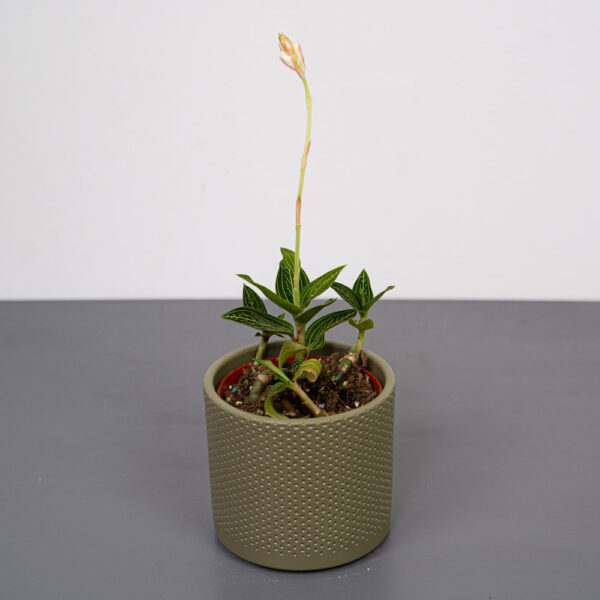 storczyk-ludisia-discolor-alba-jewel-orchid storczyk-ludisia-discolor-alba-jewel-orchid